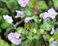 purple flowers and purple spotted green foliage